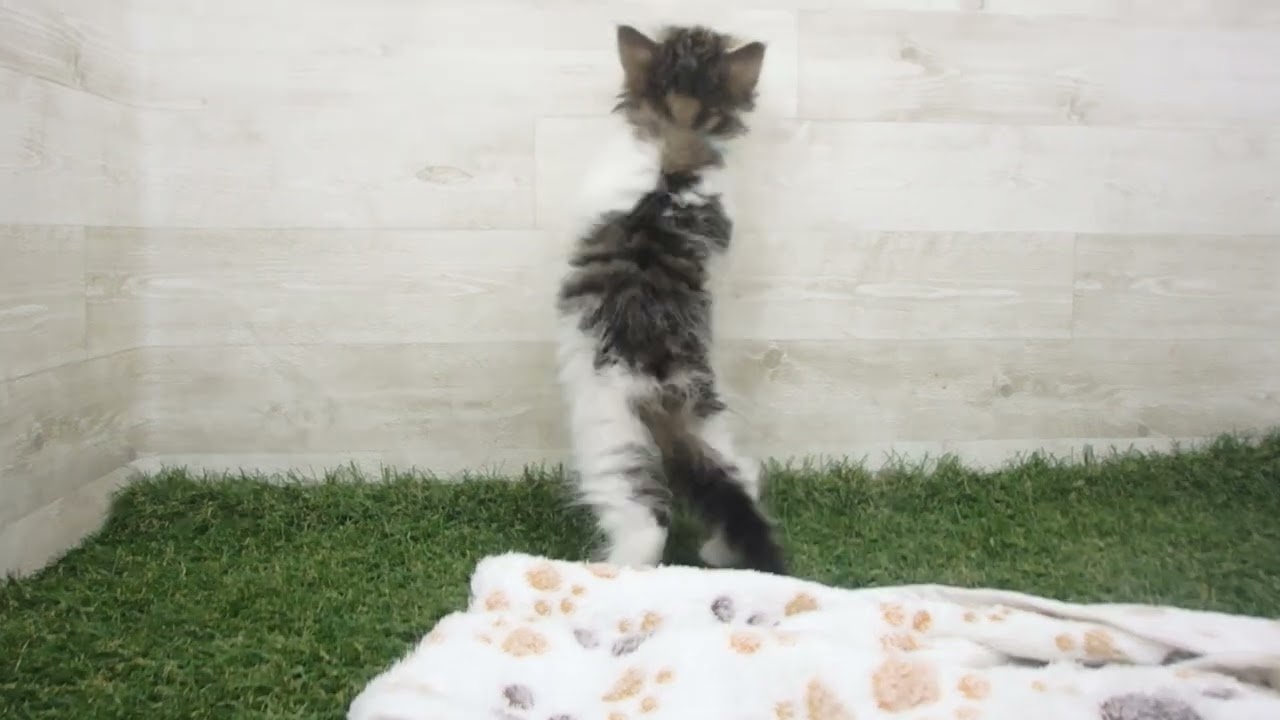 Coo&RIKU　No00629350 ノルウェージャン・フォレストキャット