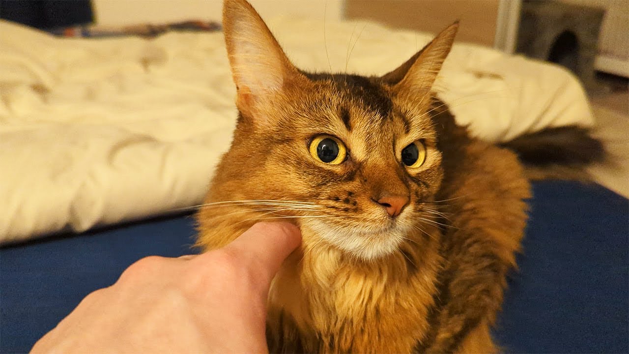 【469日目】ふみふみかわいいちゃん #ソマリ #cat