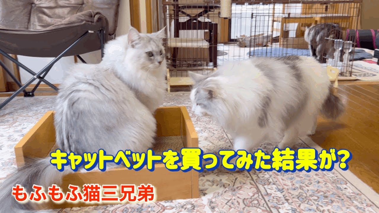 キャットベットを買って作ってみたらそれぞれの反応が違ったラガマフィン猫三兄弟達の様子がこちらです。