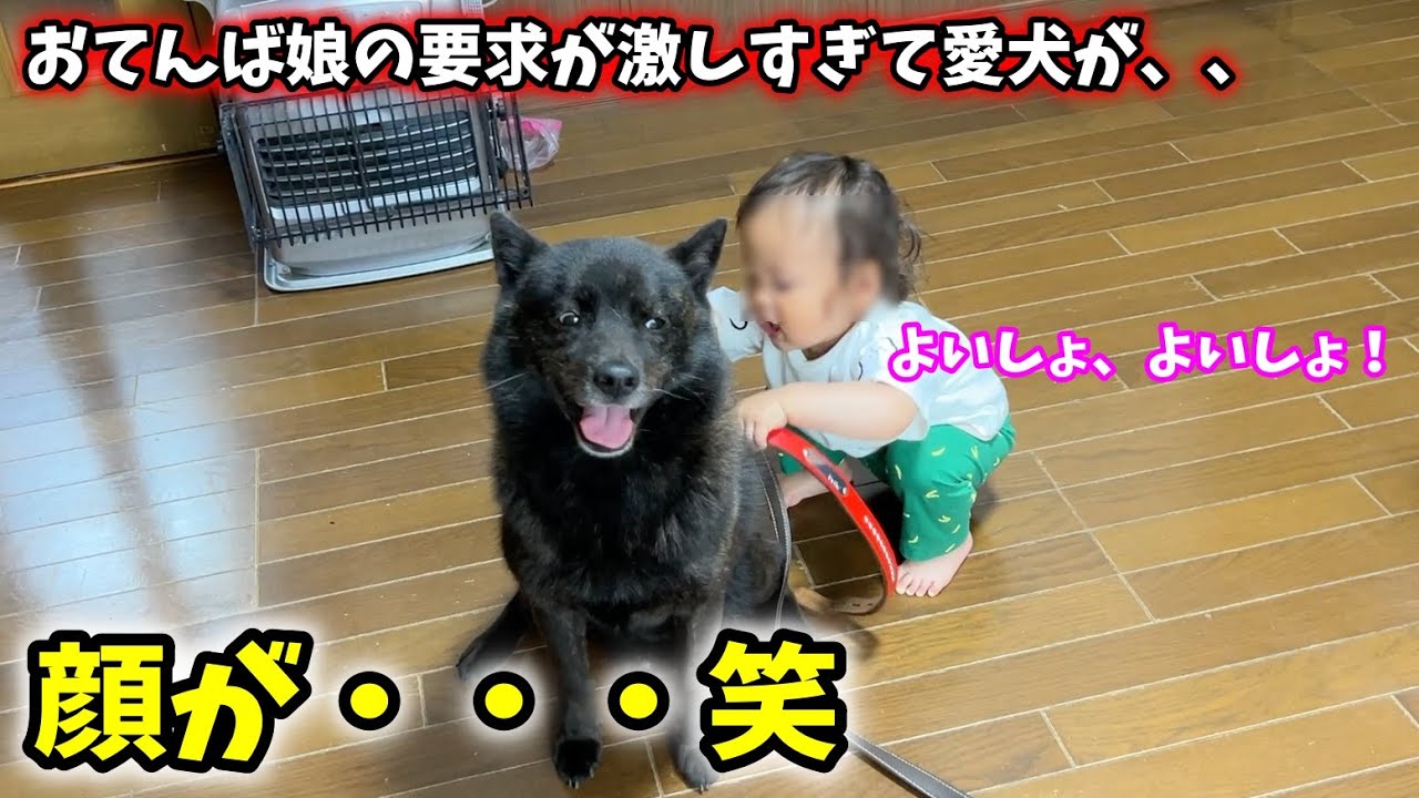 おてんば娘の要求が激しすぎて愛犬がこうなってしまいました