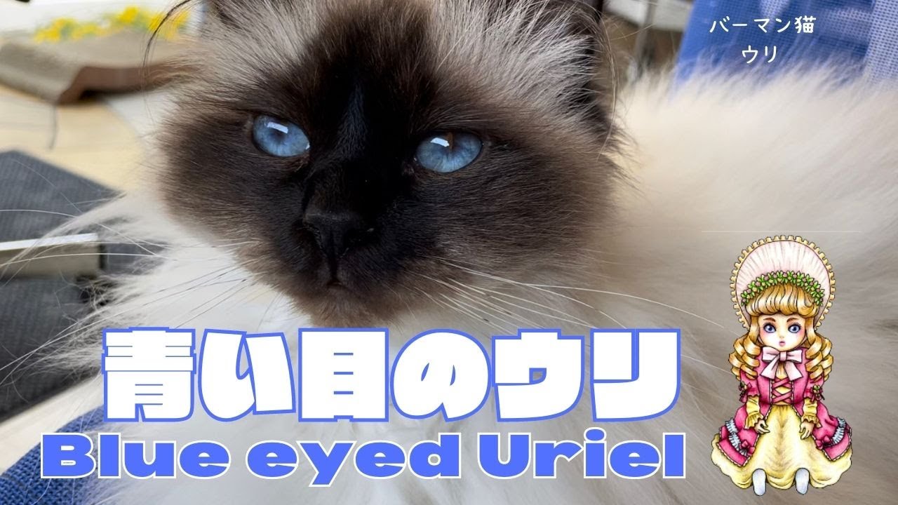 バーマン猫ウリ【青い目のウリ】Blue eyed Uriel（バーマン猫）Birman/Cat