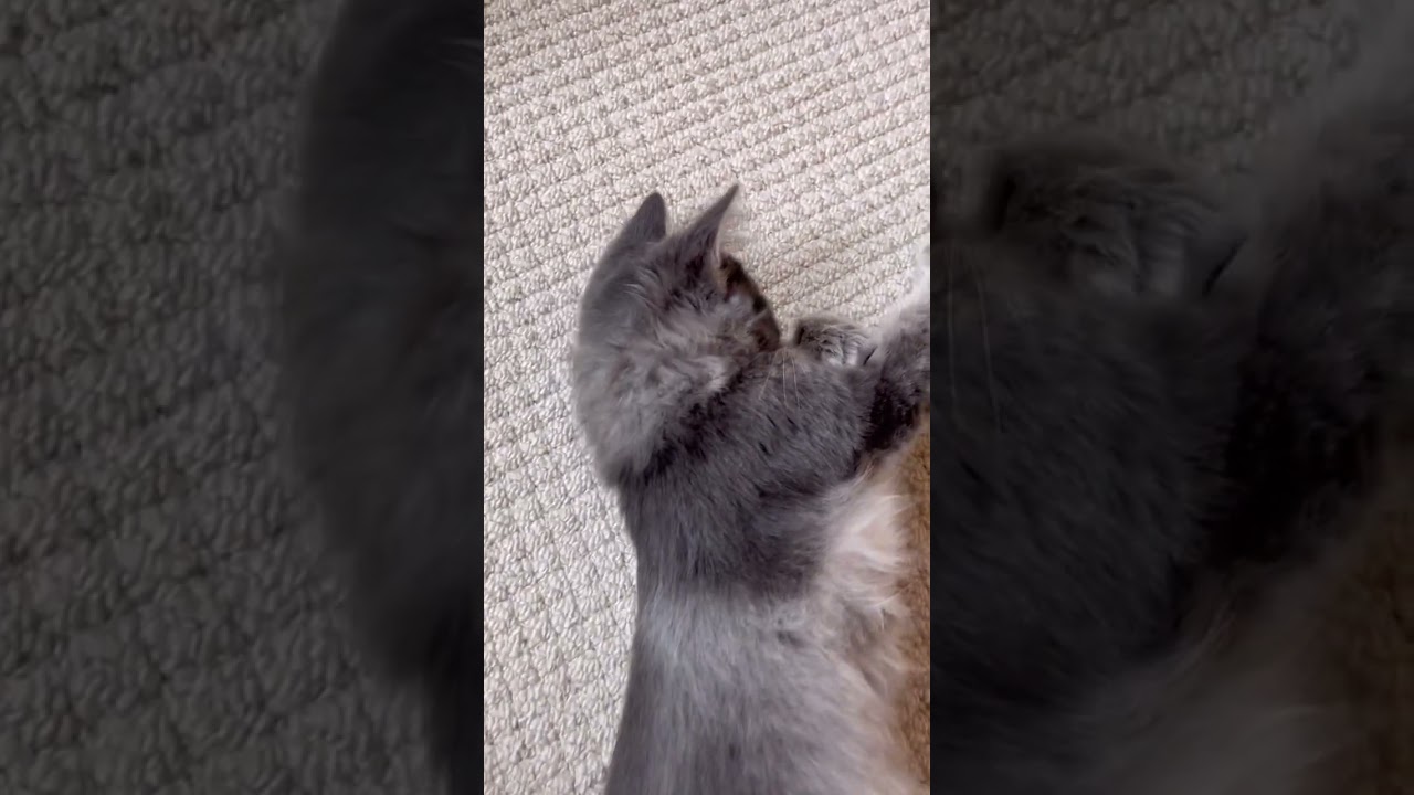 へそてんを見られて恥ずかしくなっちゃった子猫 #Shorts #kitten