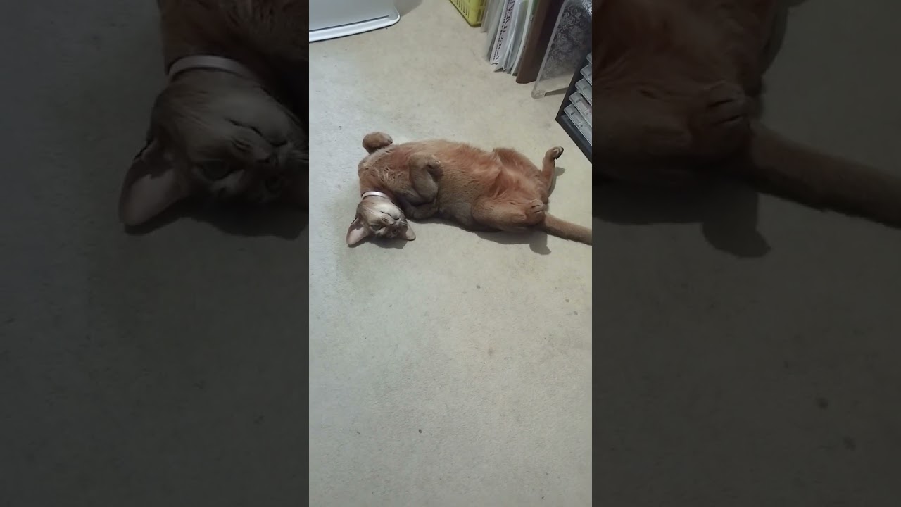 ネコ動画あび＃395　#shorts　あびの毎日　アビシニアン　あび