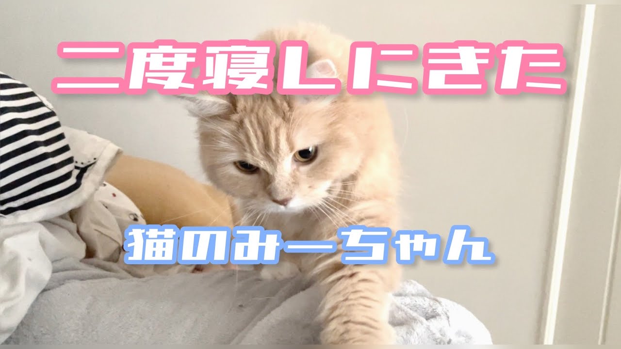 毎朝二度寝しにくるラガマフィン
