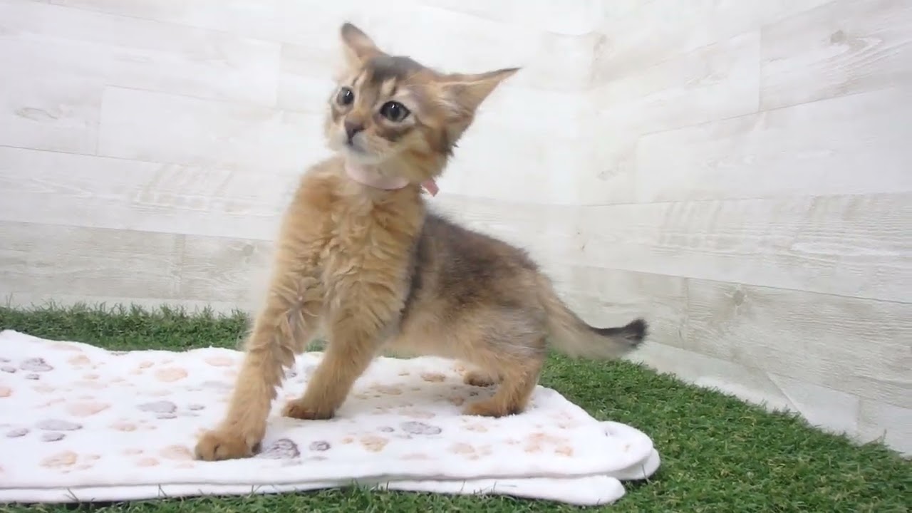 Coo&RIKU　No00630632 ソマリ