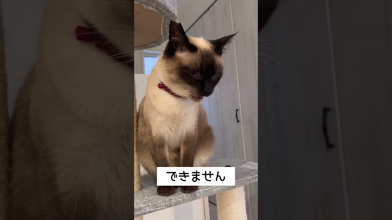 【保護猫】雨の日はつまらなそうなねこ#Shorts