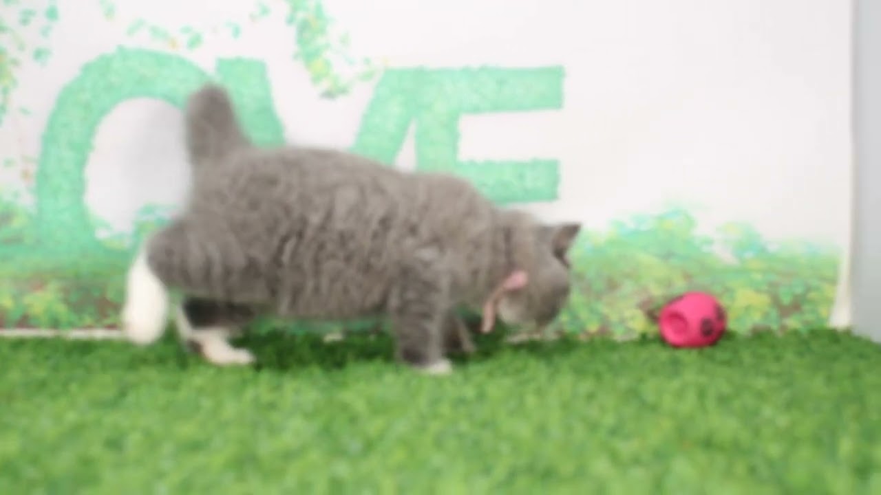 ペットショップcoo&riku No.627131　ブリティッシュショートヘアー