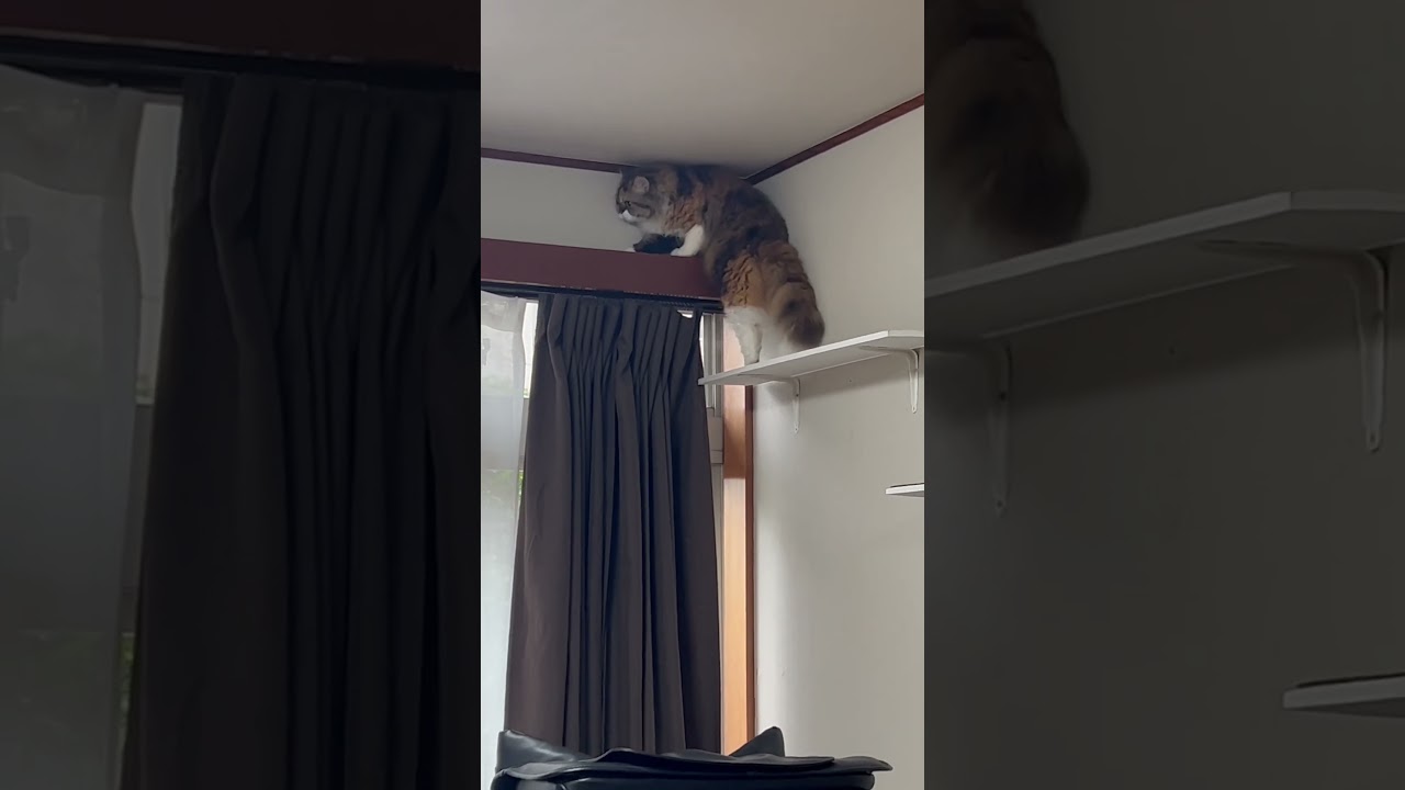 初めてのキャットウォーク　友猫　セルカークレックス