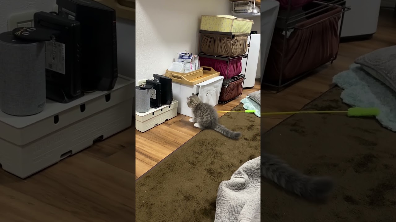 【泥◯猫②】どうしてもおもちゃを取りたい子猫の子フィンさん② #猫と遊ぶ #子猫の成長日記