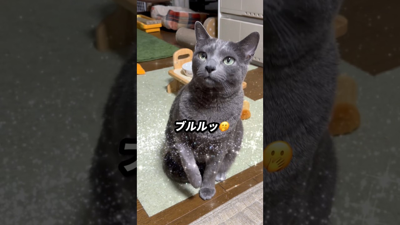 【ロシアンブルー】めろん、昨日のお留守番した後の様子です...おててと声がよく出てます🤭【猫】#shorts