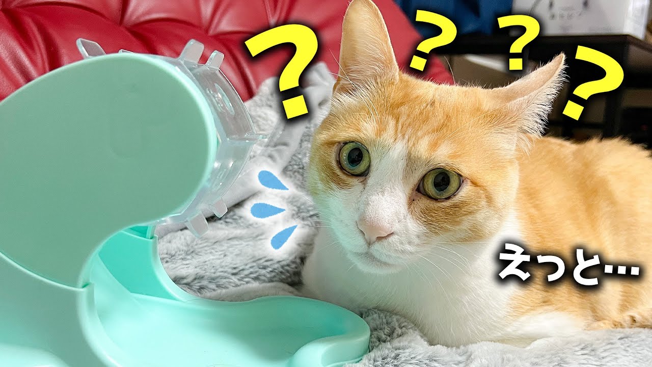 頑張ってるのに全く上手くいかなくて落ち込んじゃう猫…。かわいそうだけど可愛いすぎました、、、