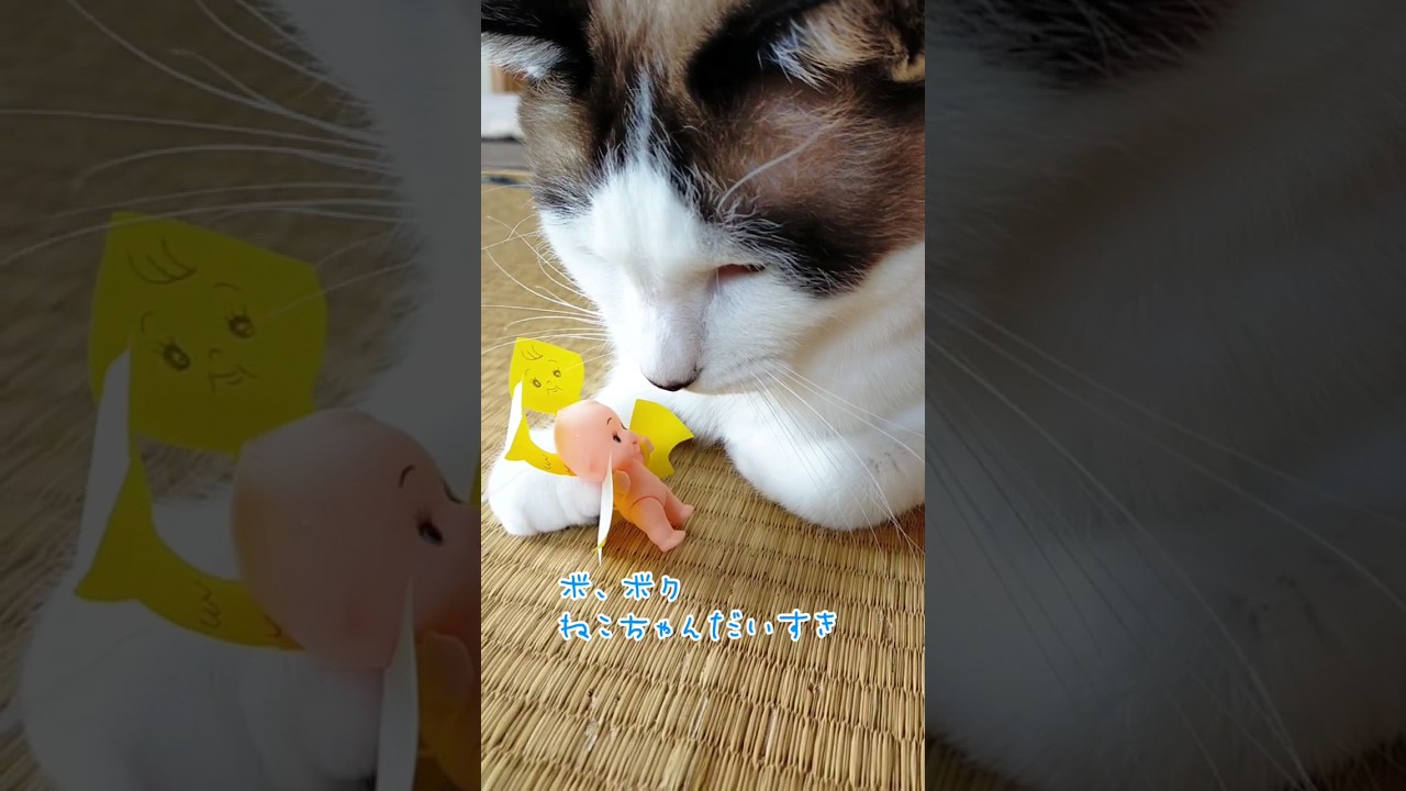 👶キングギドラソノタくん出現‼️　#猫 #黒猫 #シャム猫 #キューピー
