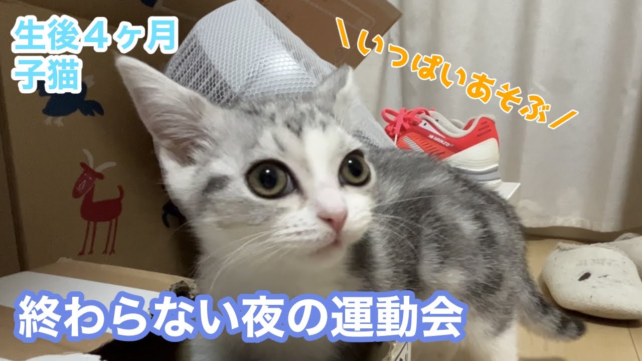 子猫のナイトルーティン 終わらない夜の運動会（スコティッシュフォールド）