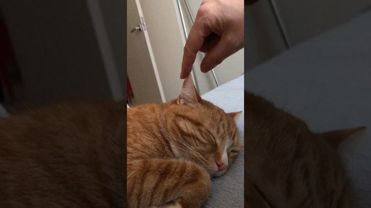 マンチカンはアメリカンカールになれなかった… #猫 #猫動画