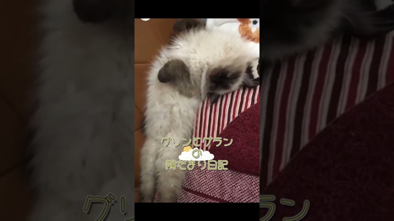 グリンとグランの陽だまり日記～寝姿～　#猫　#ヒマラヤン　#猫のいる暮らし #cat　#Shorts