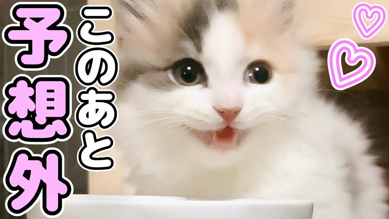子猫のかわいい鳴き声！初めて家に来たのにこうなりましたｗｗｗ