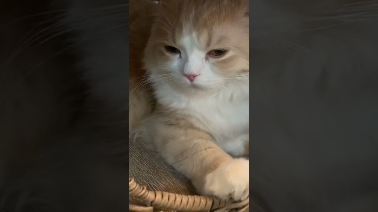 眠気と闘うておくんが可愛い動画【子猫】【スコティッシュフォールド】