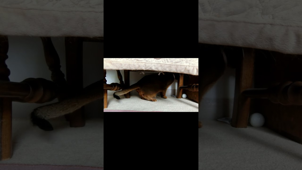 ネコ動画あび#869　#shorts　あびの毎日　アビシニアン　あびブログ