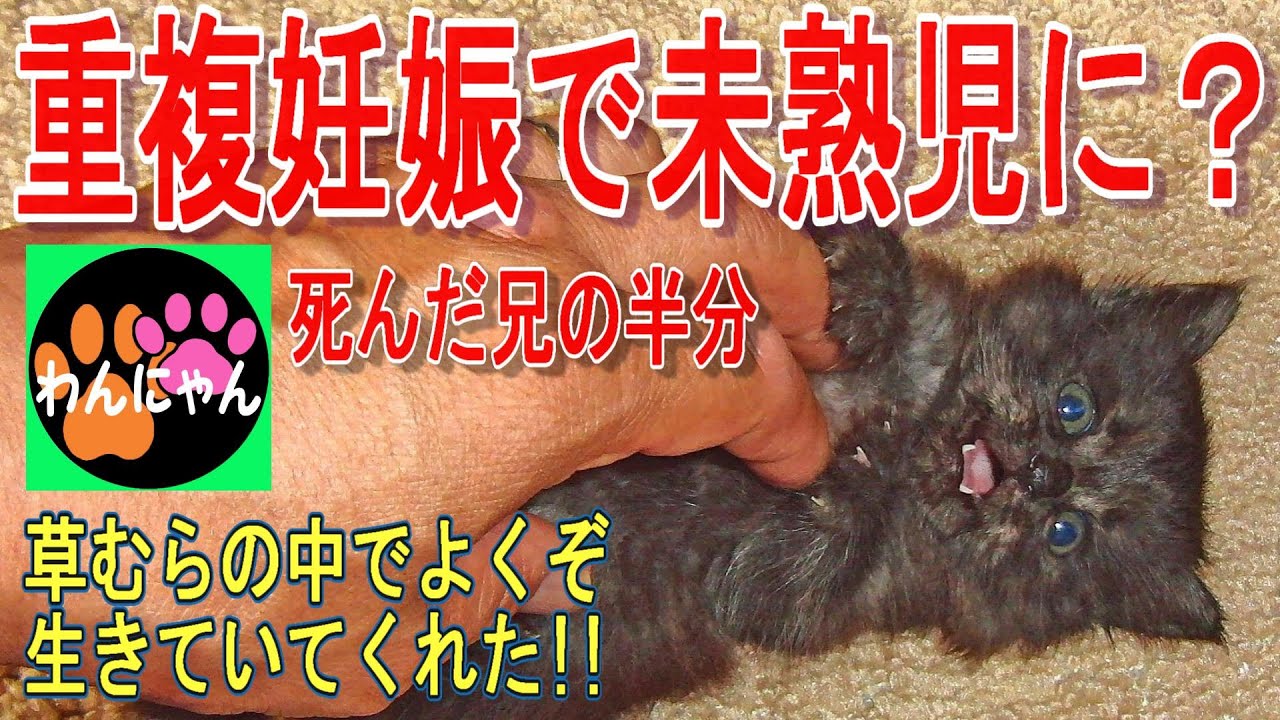 子猫は日々成長 先輩猫はまだ警戒？