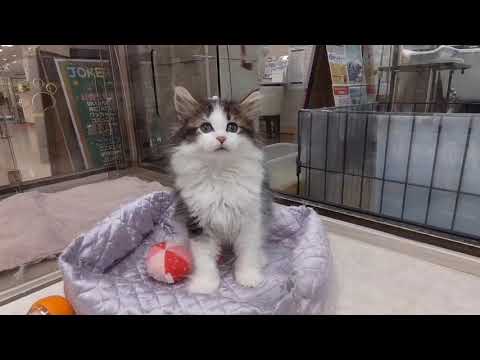 60559　ノルウェージャンフォレストキャット