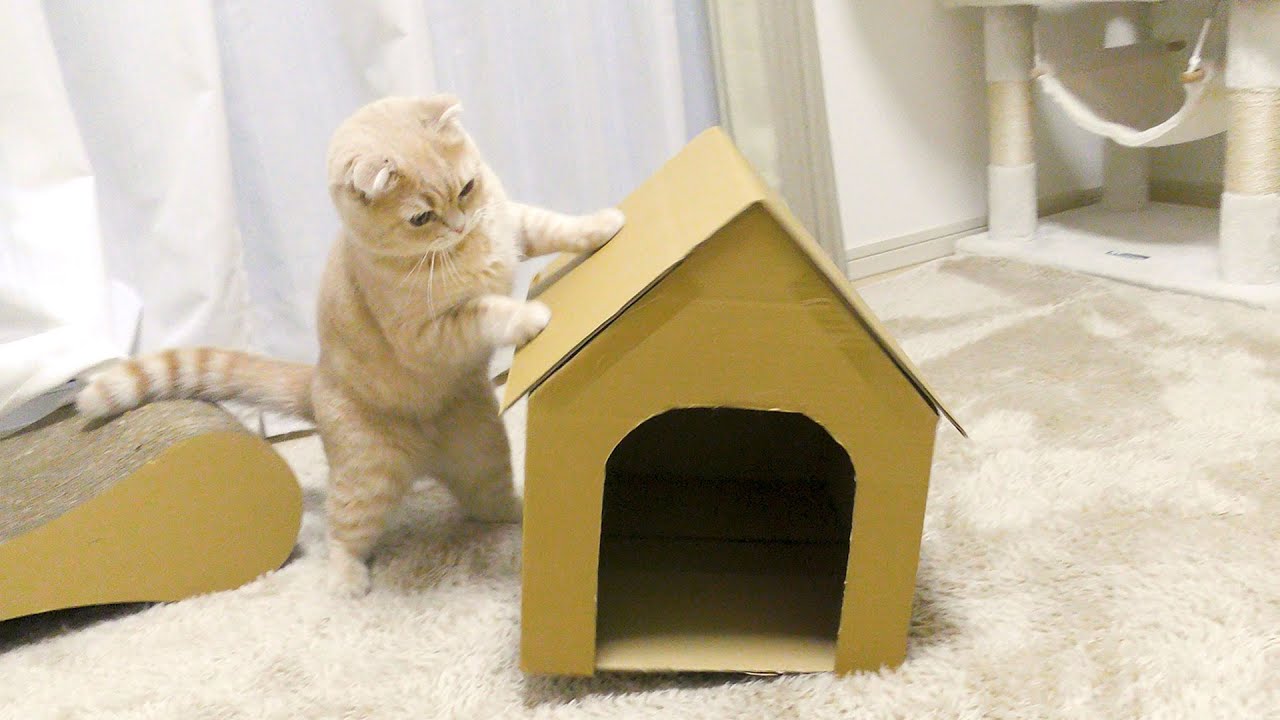 子猫のために段ボールで手作りおもちゃを作ってみました【スコティッシュフォールド】