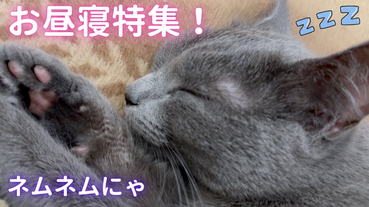 コタツと仲良し💛な猫（ロシアンブルー）