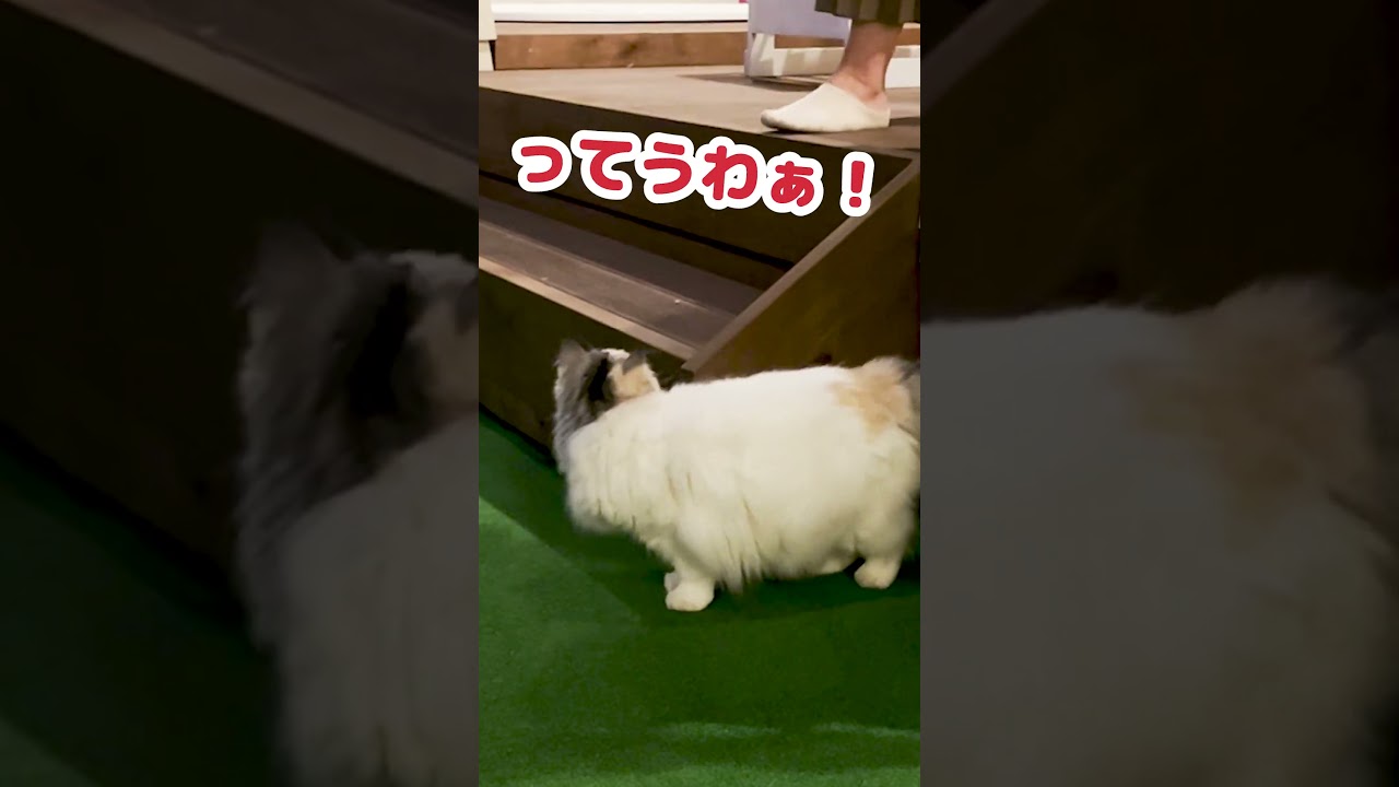 深夜に猫と鬼ごっこする理由… #shorts