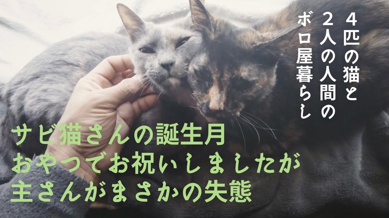ボブテイルのサビ猫が９歳になりました｜猫と人の暮らし｜古民家暮らし｜ボロ屋暮らし｜猫vlog｜ pocket2 vlog｜35話