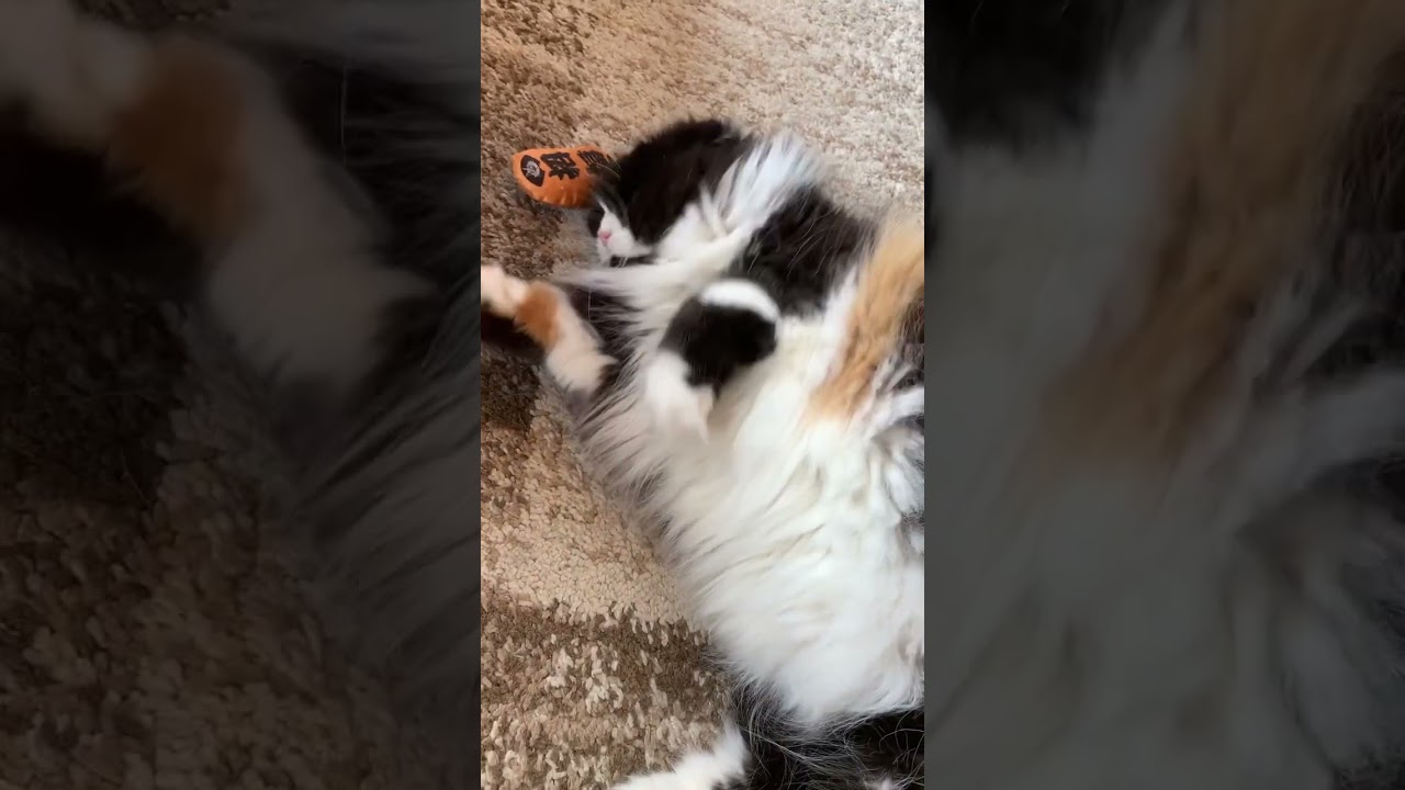 またたびにクネクネしちゃう スコティッシュフォールド 黒猫系 ハチワレ猫 ストレス解消 猫動画 猫かわいい動画 猫癒し動画 猫カフェ気分 もふもふ 長毛猫 @minamin.ch.2022