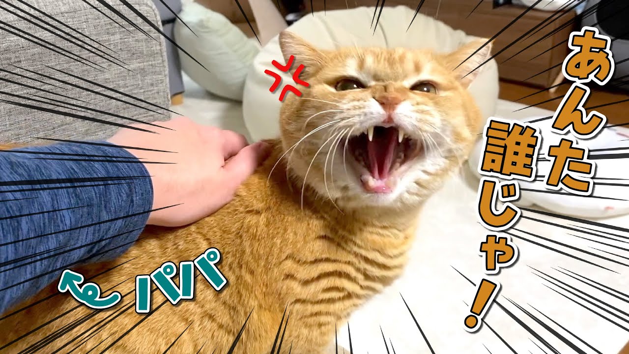 【前代未聞】９年間で初めて愛猫に威嚇されました…