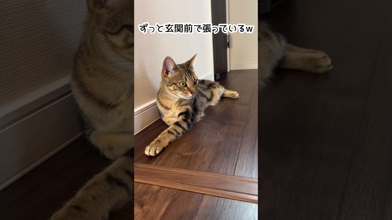 【ベンガル×シンガプーラ】猫が散歩を催促する方法【＃shorts】