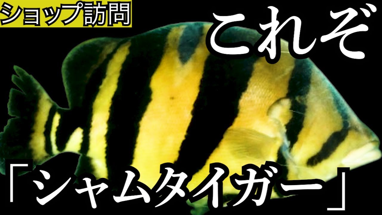 【ショップ訪問】シャムタイガーがたくさんいる、あのお店に行ってきました！極上のダイヤ、アロワナ、ポリプも！