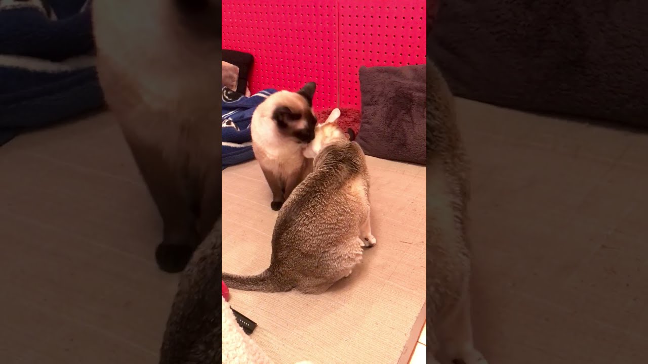 お互いにペロペロし合うたぬき猫とシンガプーラなのにゃ♪
