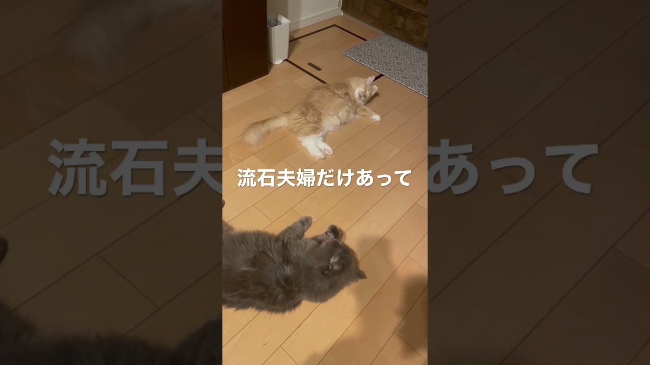 息ぴったりのラガマフィン夫婦 #猫のいる暮らし #ラガマフィン #猫動画