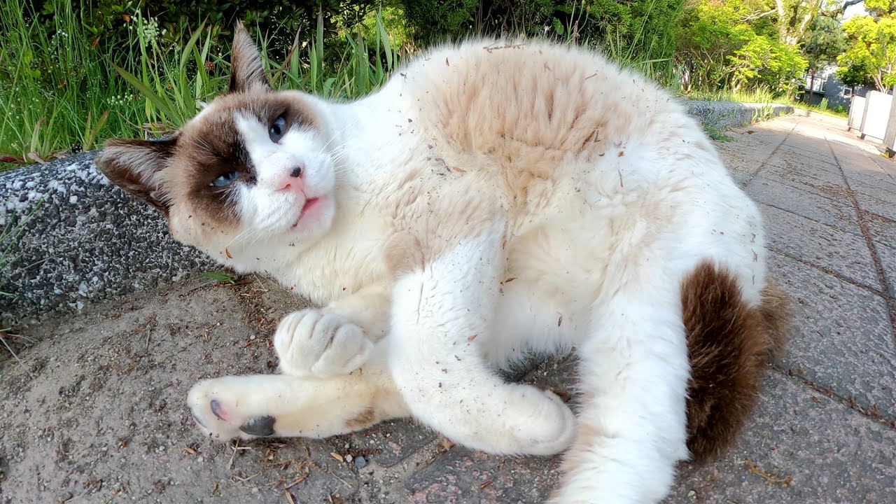 タヌキのようなシャム猫が体を丸めてリラックスしていた