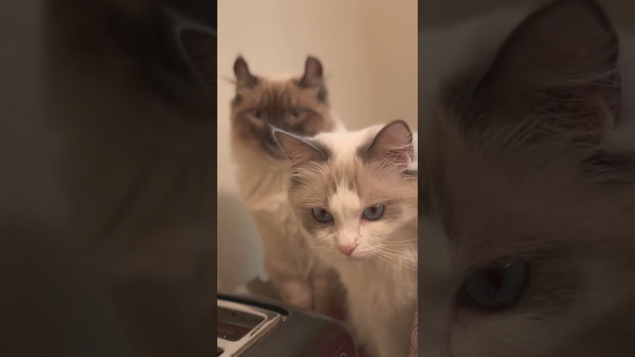 お気に入りのパン屋さんの箱で密会してるラグドールの猫達🫢 #shorts