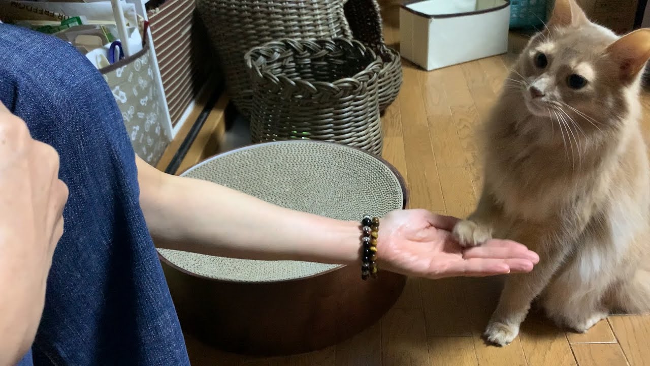 【ソマリ猫】お手とおかわりが出来てお利口さんなシンバくん！😻