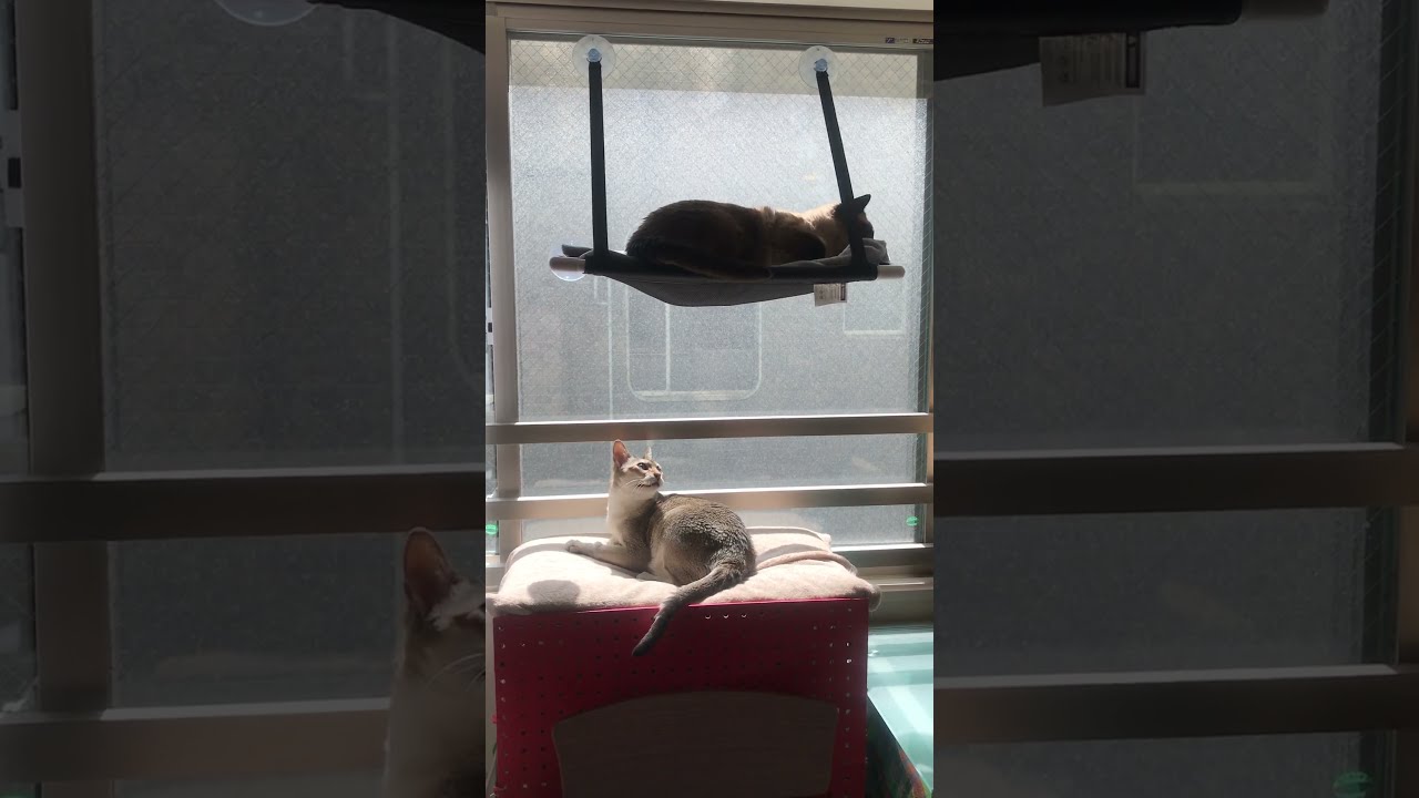 上下 2段ひなたぼっこをするシンガプーラとたぬき猫なのにゃ♪