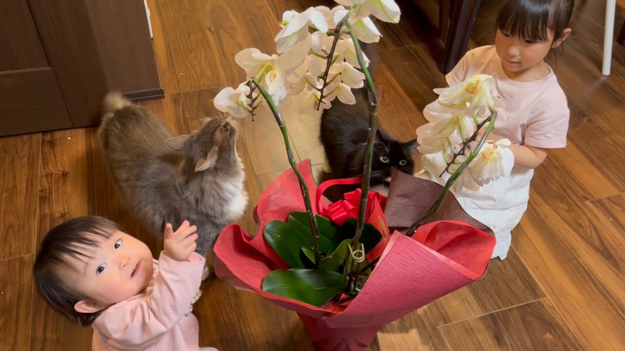 初めて見た胡蝶蘭に群がる猫達　ノルウェージャンフォレストキャット　Cats flock to Phalaenopsis orchid seen for the first time