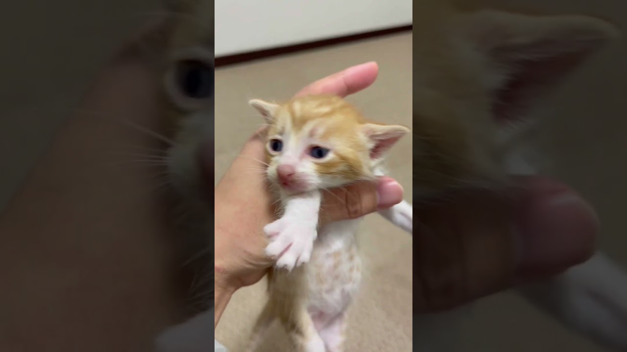 寝ぼけ子猫は最強の癒しです。ぽぽたん編 / cute kitten eyes open #shorts