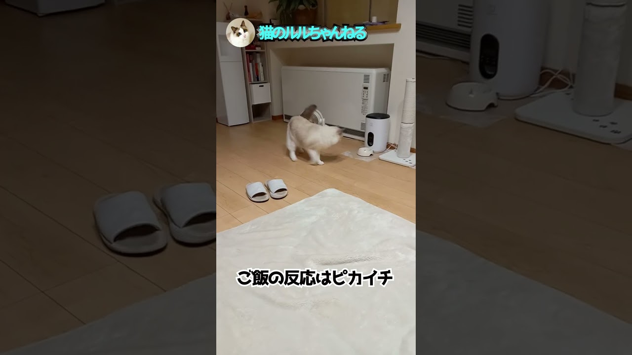 この反応の速さは誰にも負けない#ラグドール #shorts #ragdoll