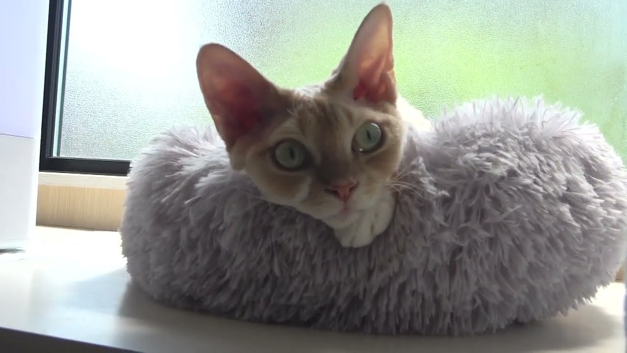 デボンレックス猫兄がドーナツベッドに気持ち良さそうに寝転がっています(Devon Rex cat lying comfortably in a donut-shaped bed)