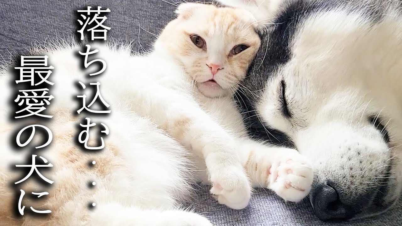 大嫌いな爪切りをされて落ち込む犬に子猫が驚きの行動に...