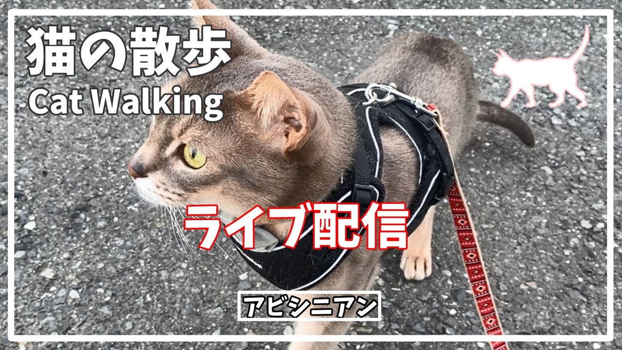 アビシニアン　猫散歩　ライブ配信