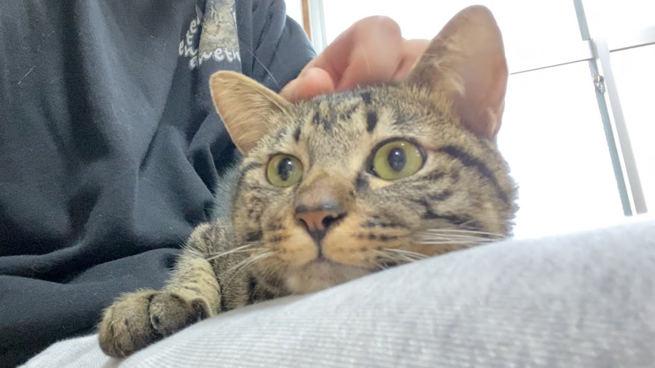 実家から帰ってきたらお留守番していた猫が甘えてきました...