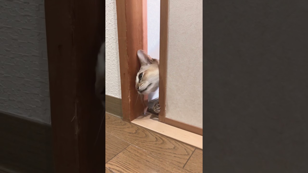 こっそり襖を開ける猫【シンガプーラ】 #shorts