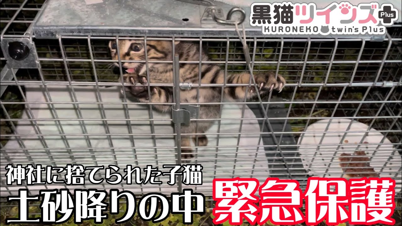 【子猫保護】気温4℃土砂降りの神社に捨てられた子猫