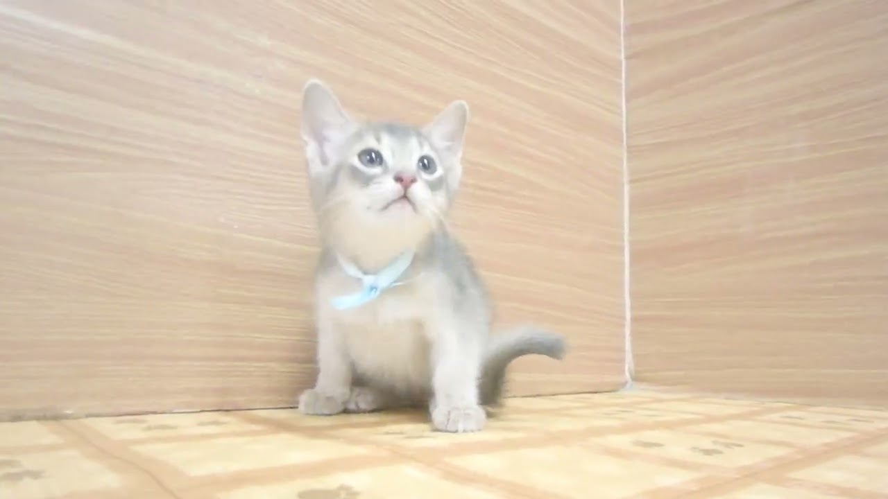 Coo&RIKU　No00630504 アビシニアン