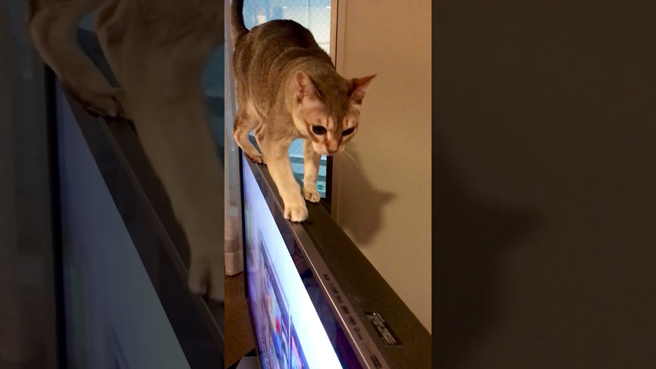 テレビの上を行ったりきたりのシンガプーラなのにゃ♪