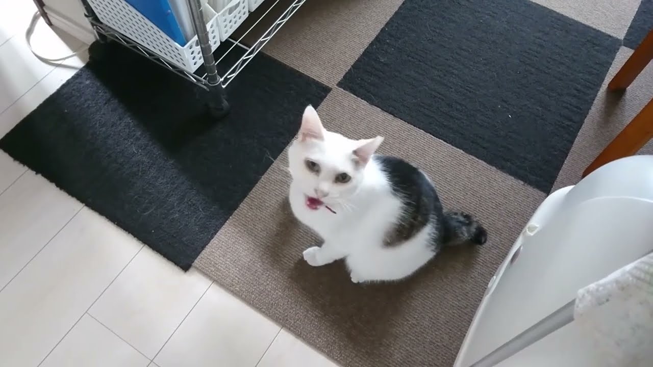猫ボイス